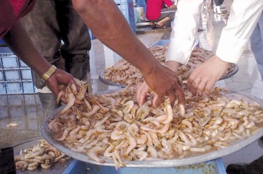 وزارة الثروة السمكية تعلن إغلاق موسم صيد الجمبري ويعاقب كل من يخالف ذلك